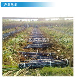 山東甘蔗產業新篇章 風范果蔬引領品質甘甜之選