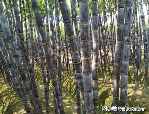 甘蔗到底是降火還是上火？好多人不明白，今天終于知道了，快看看