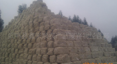 甘蔗渣在天津工廠化食用菌栽培中的應用 無農殘、高產、節省棉籽殼的創新基質